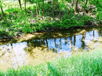 Scenic view of lake in forest