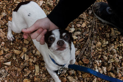 Low section of man petting dog on field