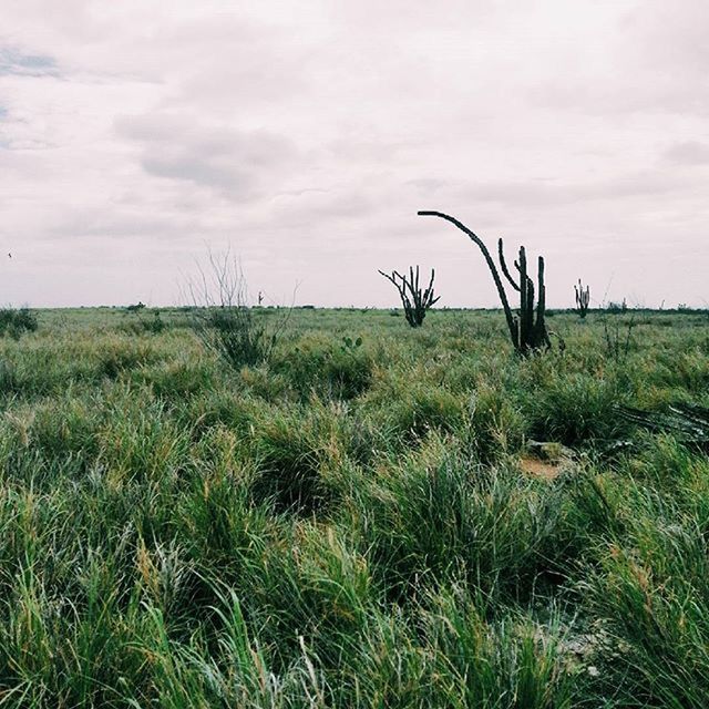 grass, sky, field, tranquility, tranquil scene, cloud - sky, landscape, growth, nature, scenics, grassy, beauty in nature, cloud, cloudy, plant, green color, horizon over land, day, non-urban scene, idyllic