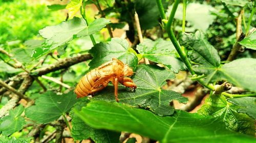 Close-up of insect on leaves