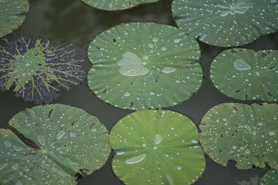 Full frame shot of water drops on leaves