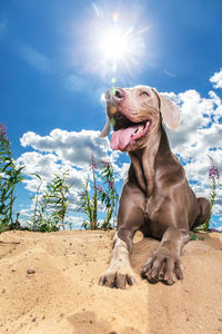 View of a dog sitting on sand