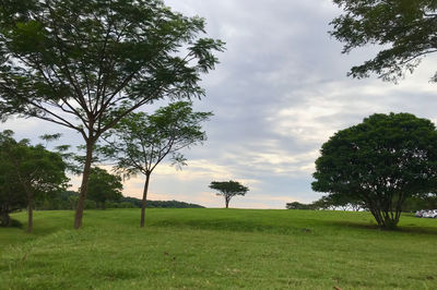 Trees on field against sky