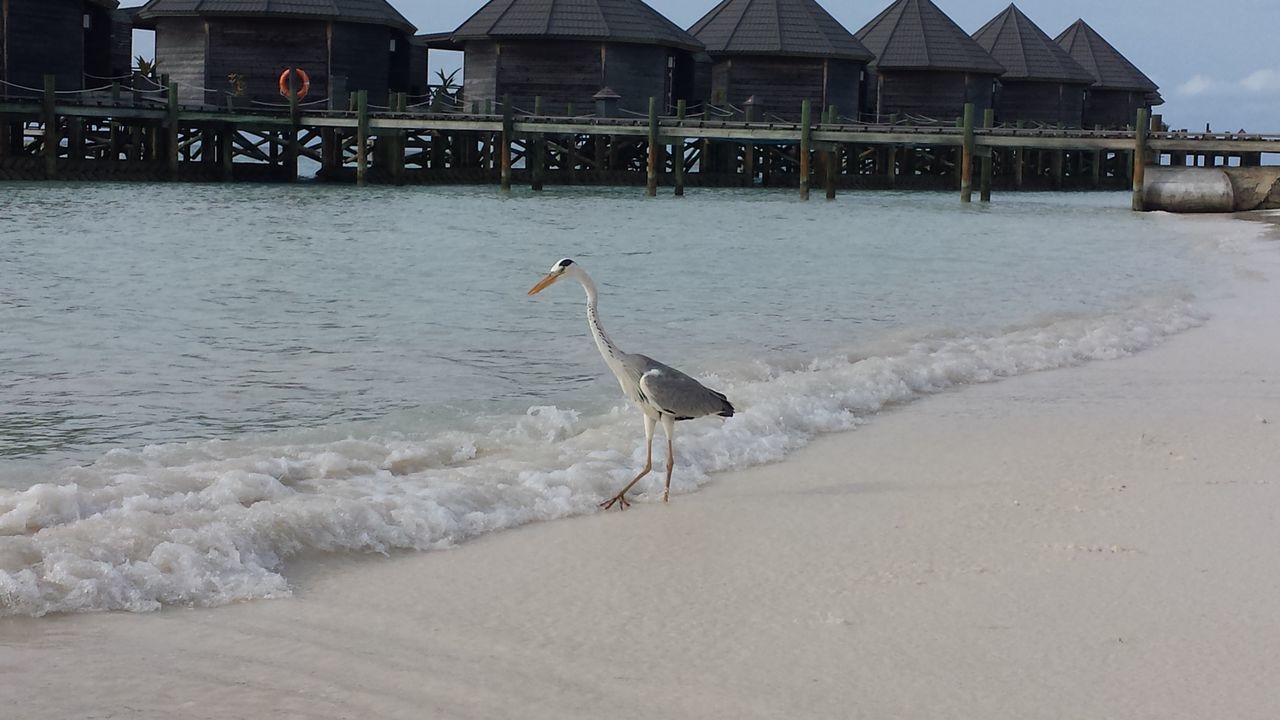 BIRD AT BEACH