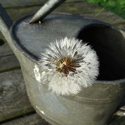 High angle view of white flower in car