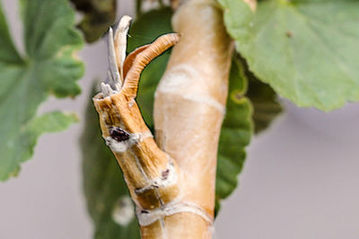 Close-up of butterfly on leaves