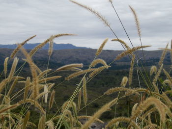 Close-up of plants on field against sky