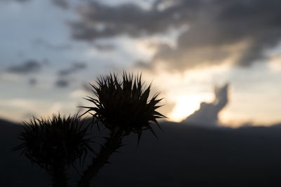 Close-up of silhouette plant against sky during sunset