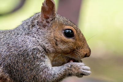 Portrait of an eastern gray squirrel eating a nut.