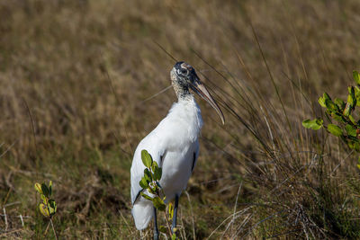 Close-up of a bird perching on a field