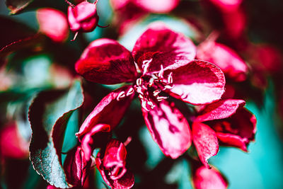 Close-up of red flowering plant