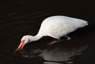 Close-up of duck in lake