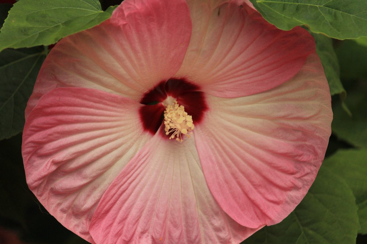 flower, petal, fragility, flower head, animals in the wild, freshness, nature, beauty in nature, animal themes, one animal, insect, plant, animal wildlife, growth, blooming, pollen, day, outdoors, no people, close-up, bee, pollination, hibiscus