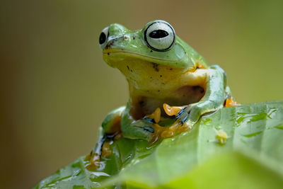 Close-up frog