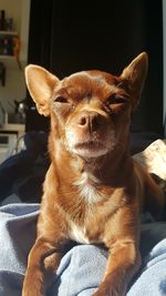Portrait of dog sitting on bed at home