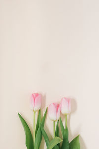 Spring flowers of pink tulips on a white background, top view in flat lay style. congratulations