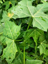 Full frame shot of green leaves