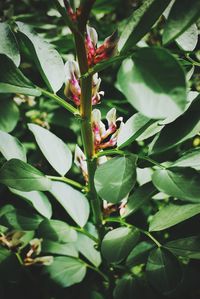 Close-up of leaves