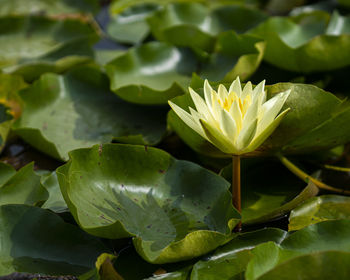 Close-up of water lily on plant