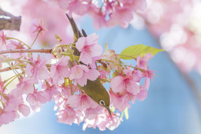 Close-up of pink cherry blossoms