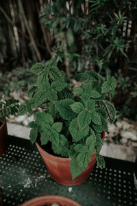 High angle view of potted plant on table