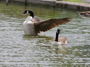 Ducks swimming in lake