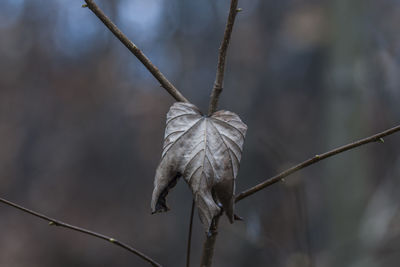 Close-up of dried plant