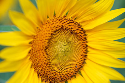 Close-up of sunflower