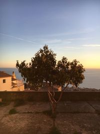 Tree by sea against sky during sunset