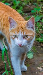 Close-up portrait of tabby cat