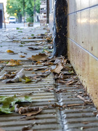 Close-up of fallen leaves on footpath