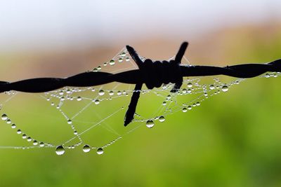 Close-up of drop on leaf