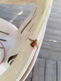 High angle view of bee on wood