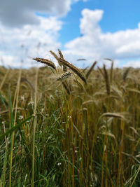 Close-up of stalks in field against sky