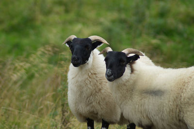 Portrait of sheep on field