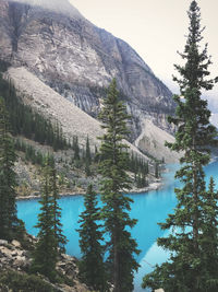 Scenic view of pine trees by lake against sky