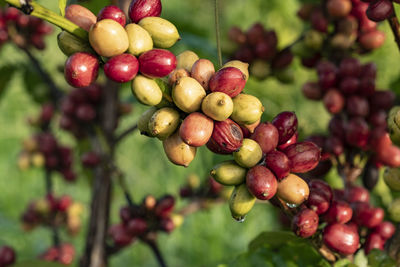 Close-up of cherries growing on tree