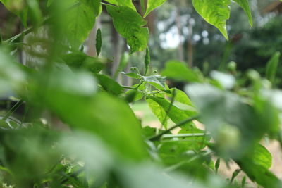 Close-up of green leaves