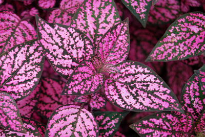 Full frame shot of pink flowers