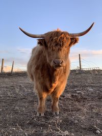Highland cow standing in field 