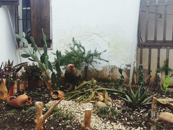 Close-up of plants against window