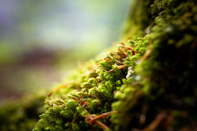 Close-up of moss growing on tree