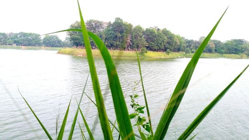 Close-up of grass by lake against clear sky