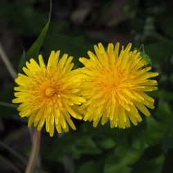 Close-up of yellow flower