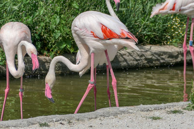 View of birds drinking water