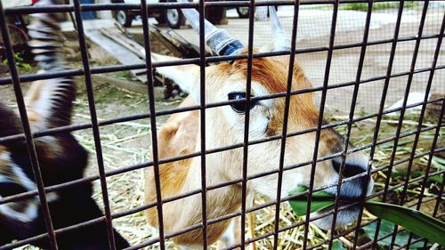 Close-up of dog in park