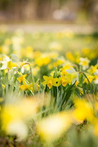 Close-up of flower blooming in field