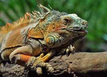 Close-up of lizard