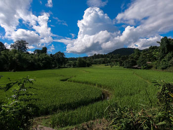 Scenic view of agricultural field against sky