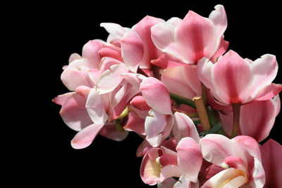 Close-up of pink roses against black background